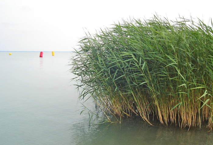 Schilf am Balaton